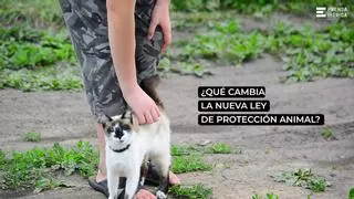 Estas son las claves de la nueva Ley de Bienestar Animal