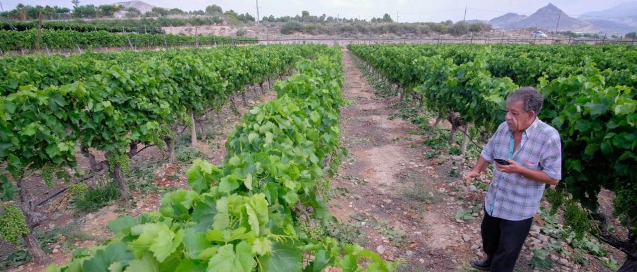 Pedro Rubira examinando los daños en otro viñedo.