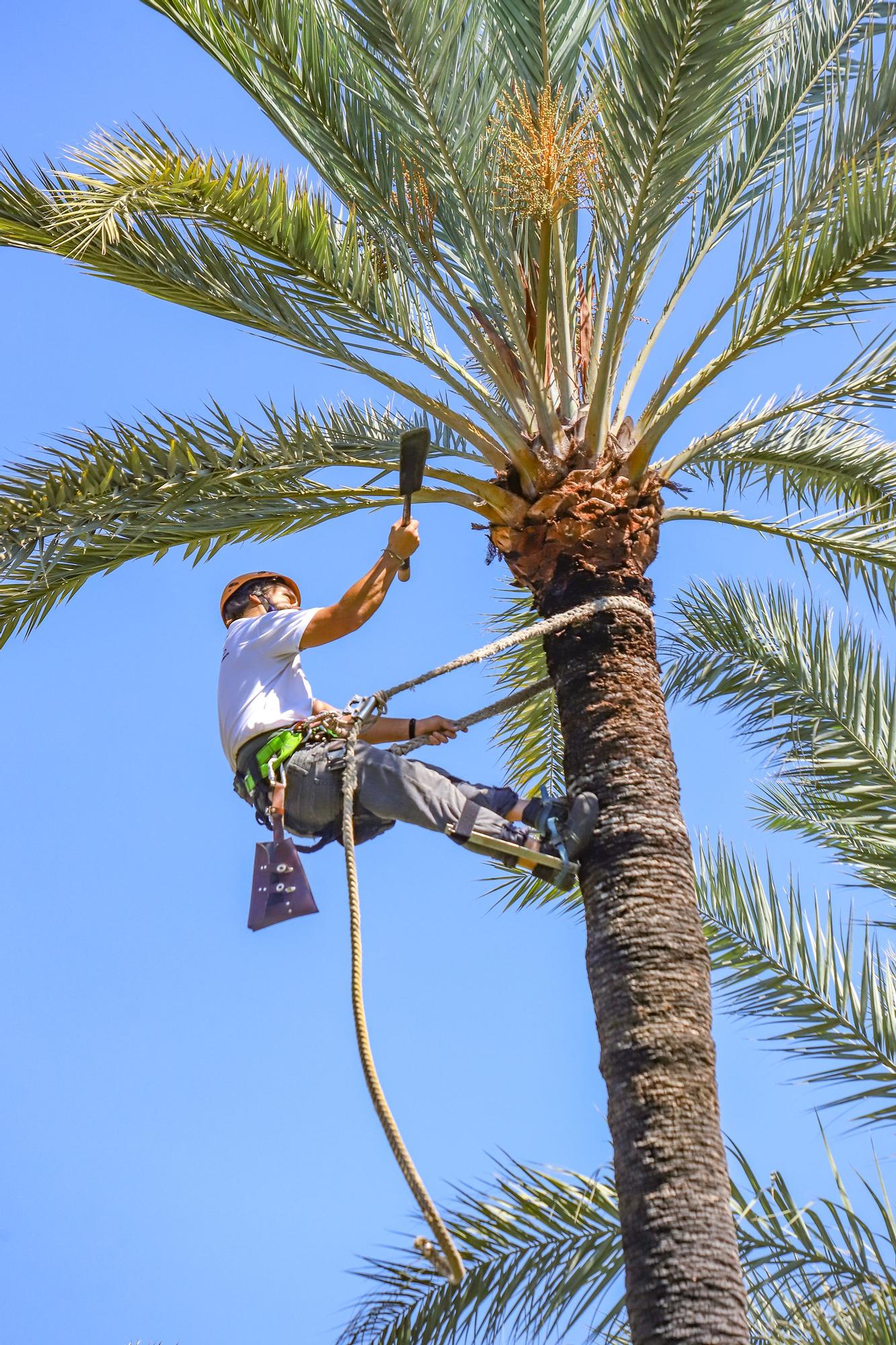 Orihuela celebra el Día del Medio Ambiente con talleres, rutas y un mercado de artesanía en su espacio más emblemático