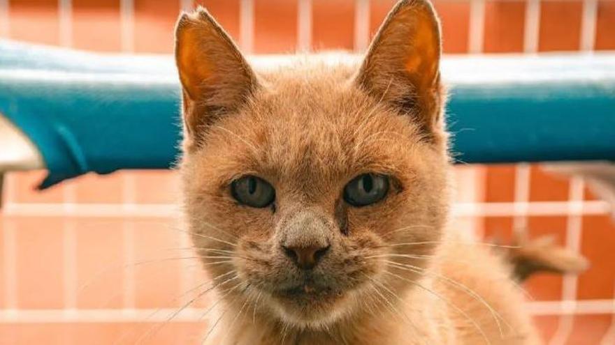 Despedida a uno de los gatos de sa Coma: ¨La calle mata lentamente, lo que pasa es que es más fácil ignorarlo&quot;