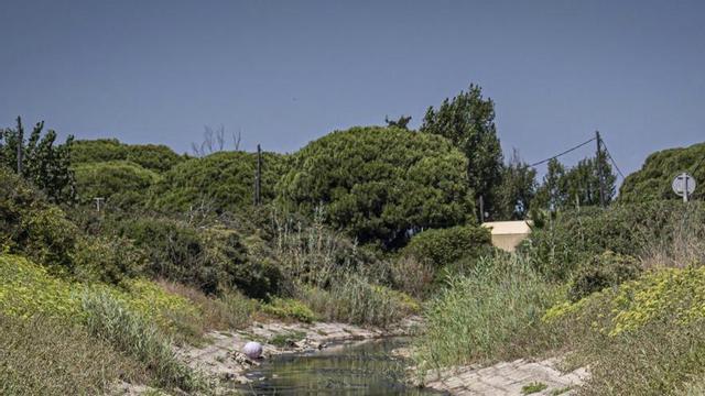 Desembocadura de l’estany de la Murtra, al delta del Llobregat. | MANU MITRU