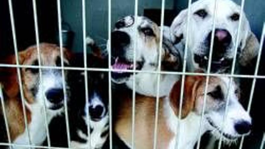 La falta de fondos obliga a frenar las adopcionesen la perrera