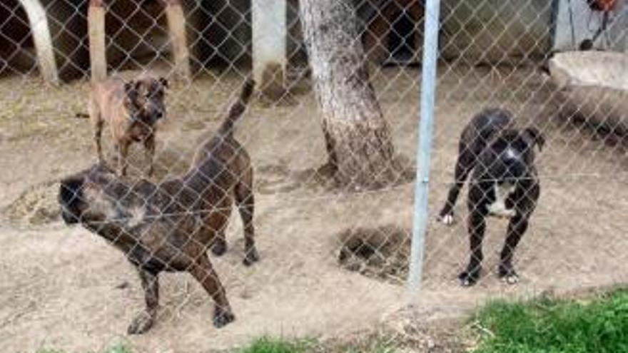 Els impulsors de la campanya lamenten la situació dels animals.