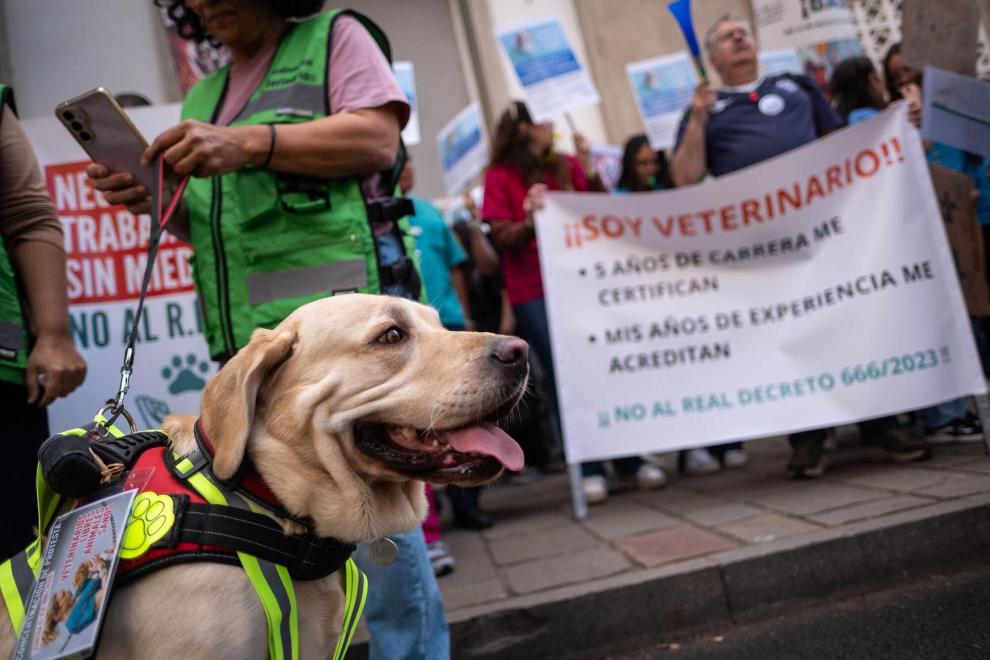 Los veterinarios  de Tenerife se manifiestan contra el decreto que les impide suministrar antibióticos a las mascotas.