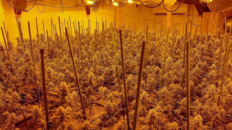 Mossos detenen dos homes per cultivar 856 plantes de marihuana a la Torre de Claramunt