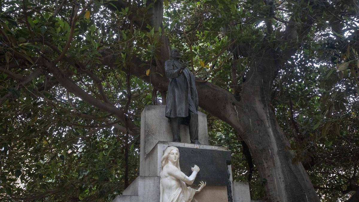 La estatua a Antonio Maura, cobijada por el ficus catalogado.