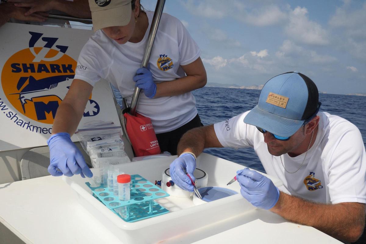 Investigadores de Shark Med extraen las pruebas obtenidas en el Parque Nacional Marítimo-terrestre del Archipiélago de Cabrera.