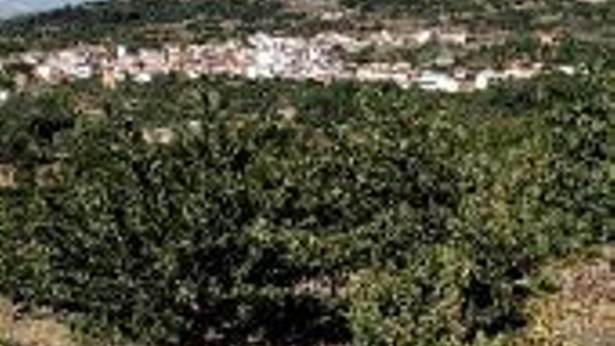 Mejoras de sistemas de riegos en Piornal, Barrado y El Torno