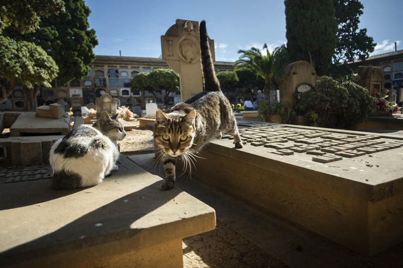 Día de Todos los Santos en València