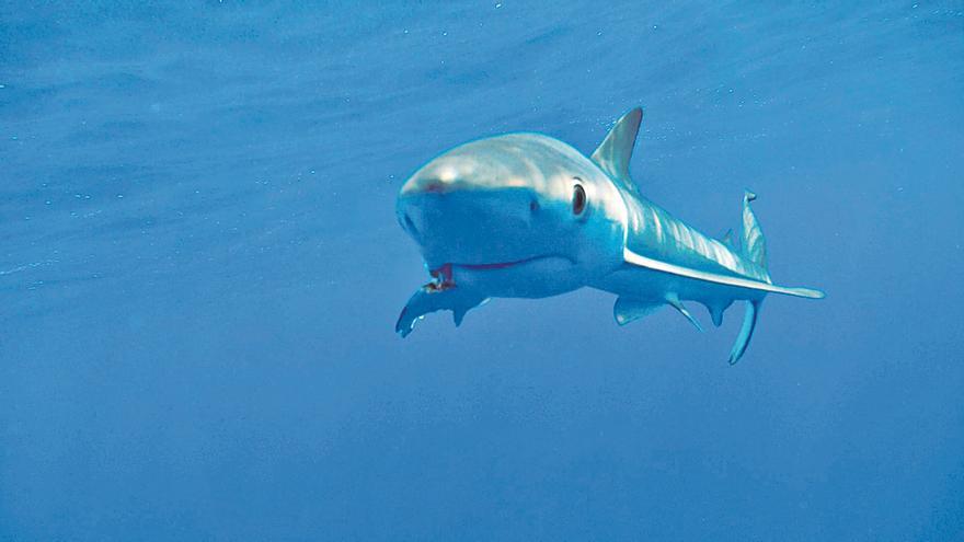 Ganz in der Nähe der Playa de Palma: Meer vor Mallorca zur Haischutzzone ernannt