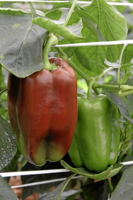 Ein Besuch bei Jaume Pou auf der Paprika-Plantage bei Inca.