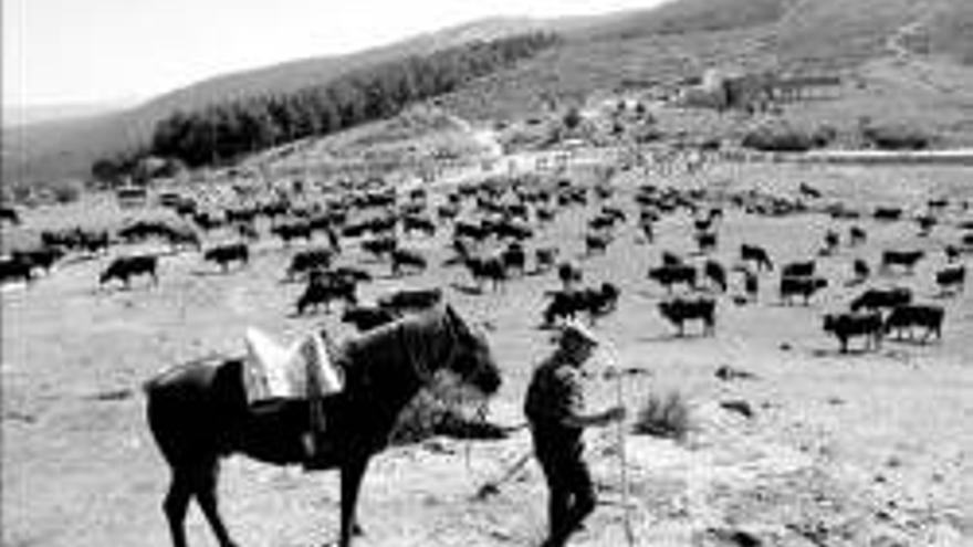 Ya se van los pastores de la Extremadura...