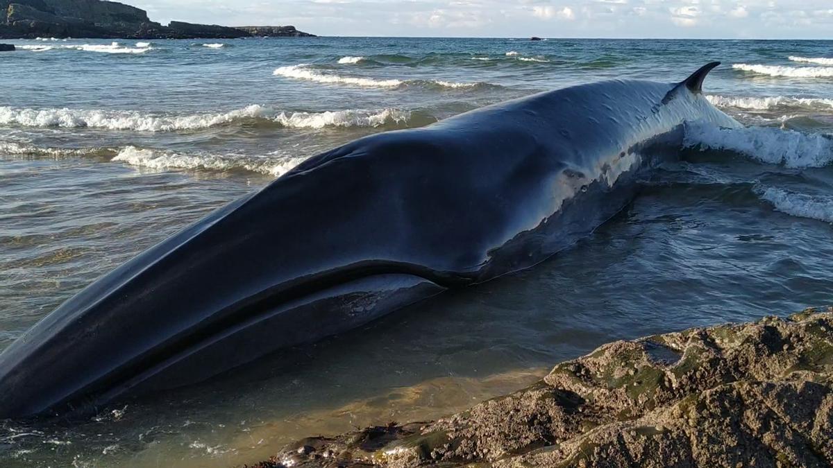 Aparece una ballena varada en Serantes