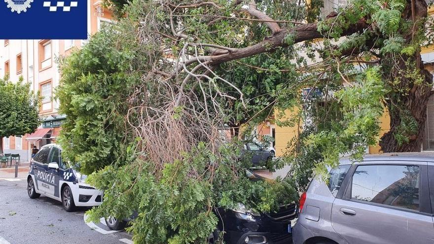 Un árbol ha caído en la calle Capitán Balaca de Vistabella, en Murcia.