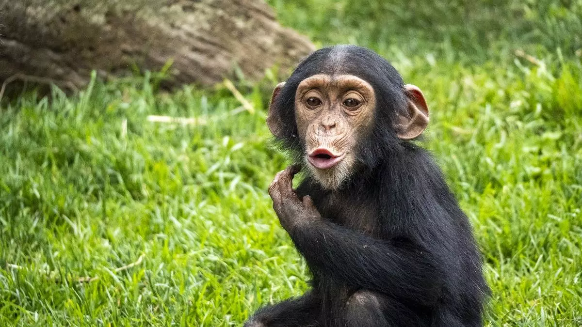 Els bioparcs espanyols per aventurar-se aquest estiu a la natura més salvatge i amenaçada