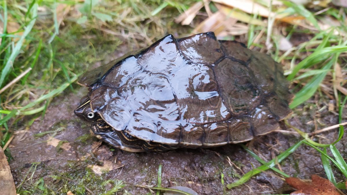 La tortuga exótica del Mississipi encontrada en el Miño.