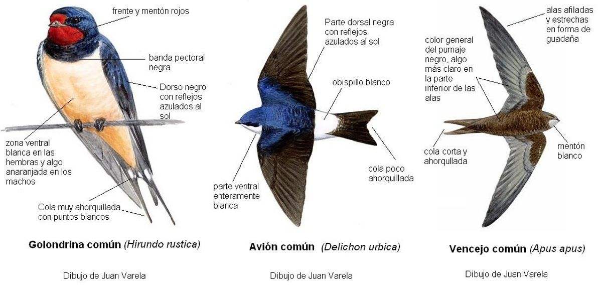 Golondrina, avión común y vencejo