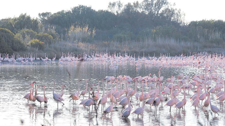 La Acequia Real enviará a l&#039;Albufera el doble de agua a partir del lunes, pero el Consell pide más al Gobierno