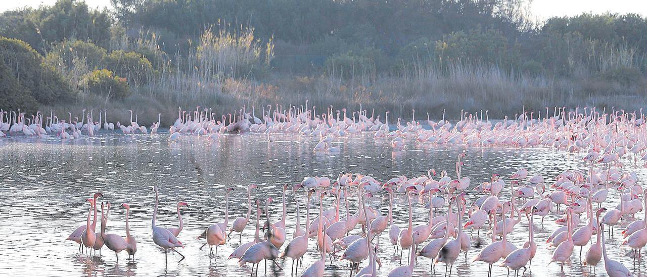 Colonia de flamencos en el Racó de l'Olla, donde el invierno pasado nidificaron por primera vez