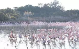 La Acequia Real enviará a l'Albufera el doble de agua a partir del lunes, pero el Consell pide más al Gobierno