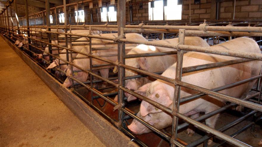 UPA adverteix que el decret de benestar animal retallarà la producció dels ramaders de porcí