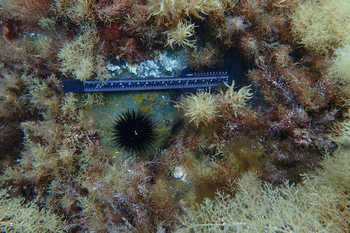 Un metre mesura el radi de l'anell erm que ha deixat un eriçó de mar en el fons marí