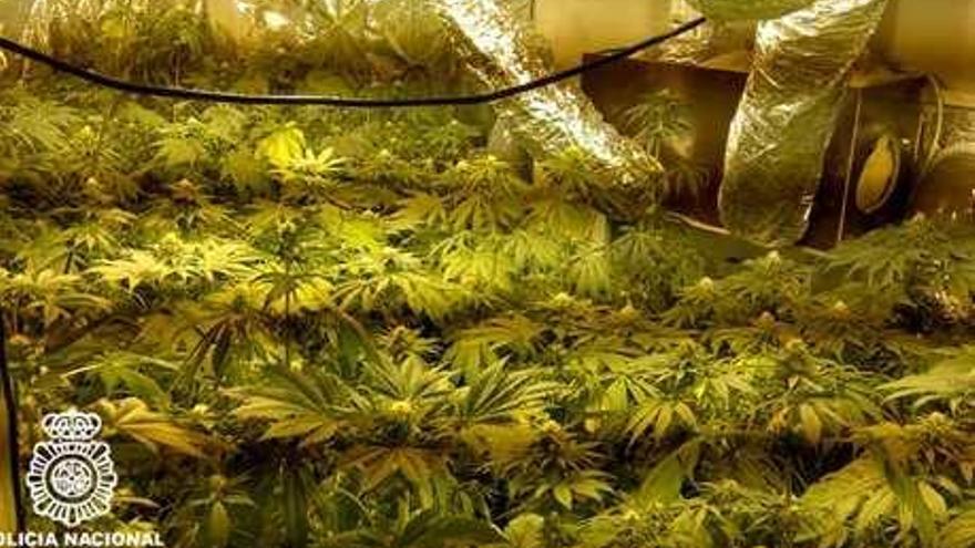 La Policía arresta a un joven por tener un invernadero de marihuana en el dormitorio