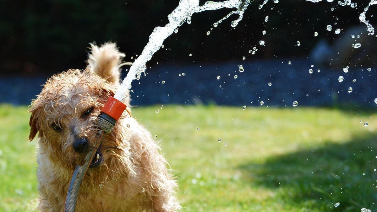 Un perro mojado juguetea con una manguera.