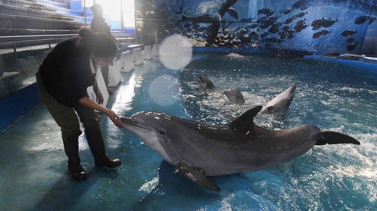 zentauroepp25413736 delfines170908180627 zentauroepp25413736 delfines170908180627