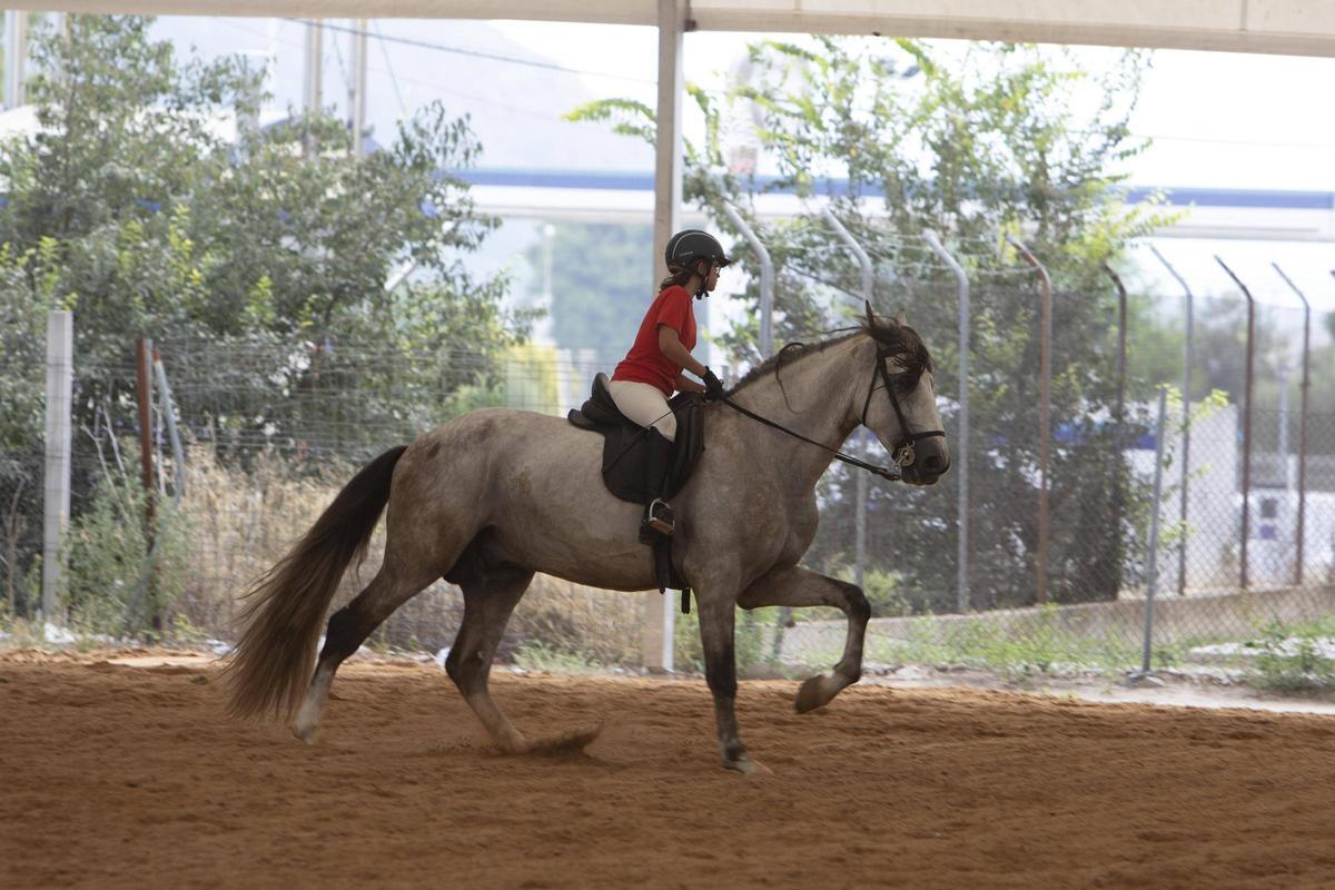 Exhibición hípica en la Fira del Bestiar de Xàtiva de una edición pasada.