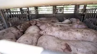 El Gobierno sospecha que el brote de peste porcina pudiera salir de un laboratorio