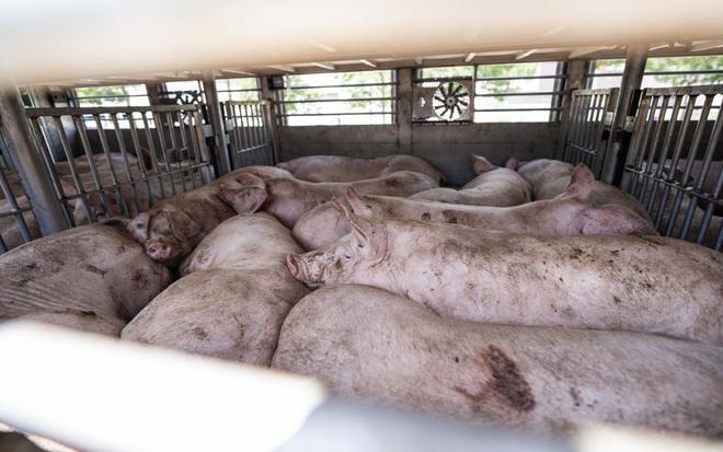 Расследуют вспышку африканской чумы свиней в Испании