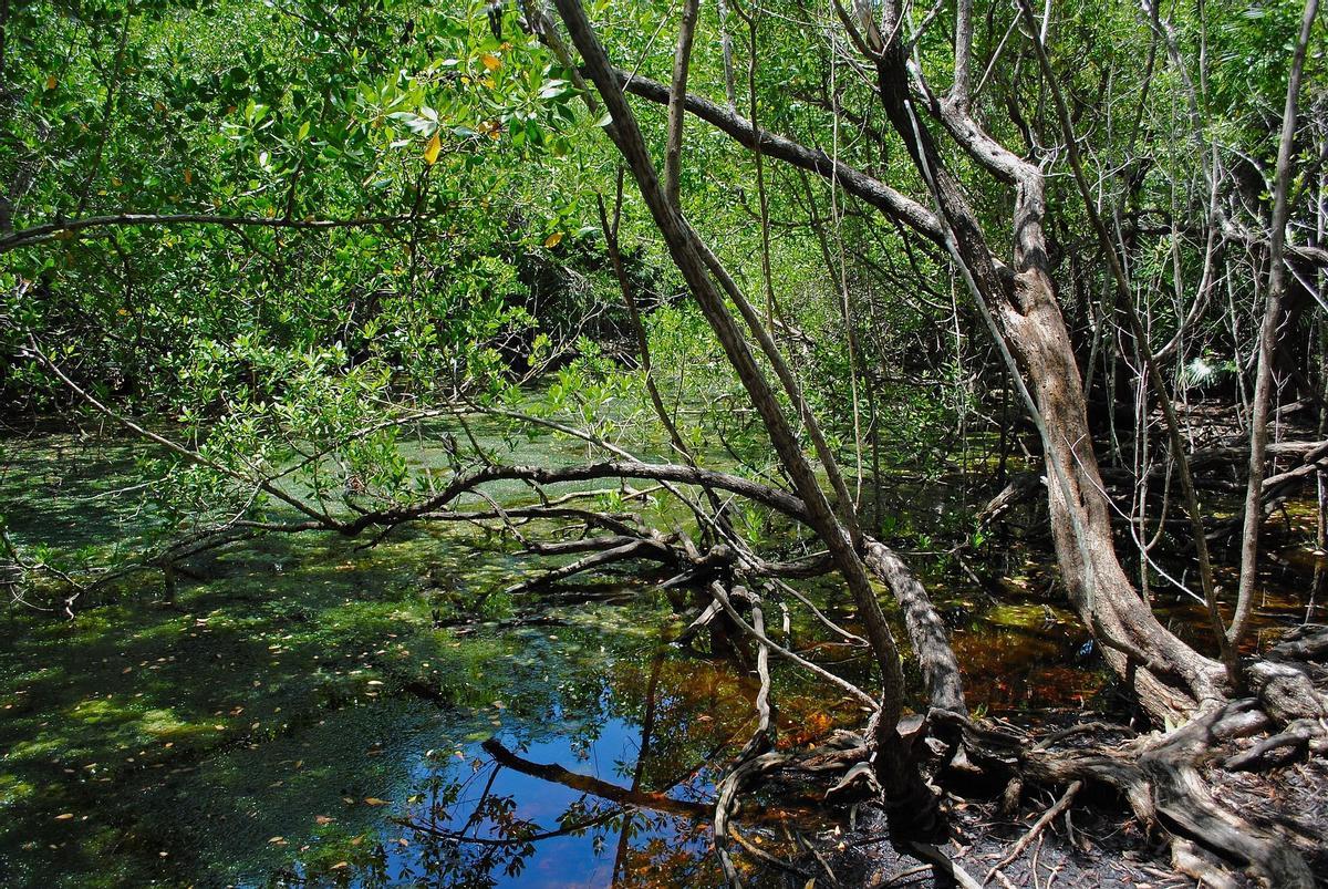 Manglar.