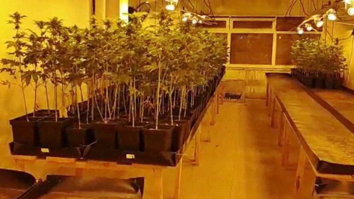 Plantas de marihuana incautadas a la organización criminal desarticulada en La Coruña.