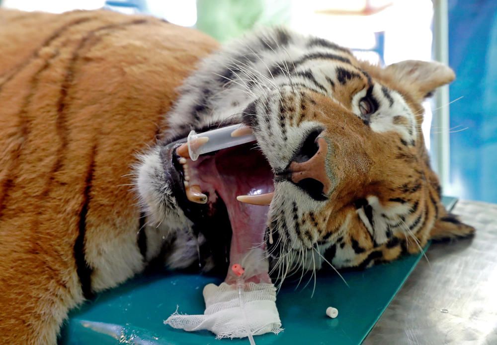 Igor, the 13 year-old Siberian tiger lies on the ...