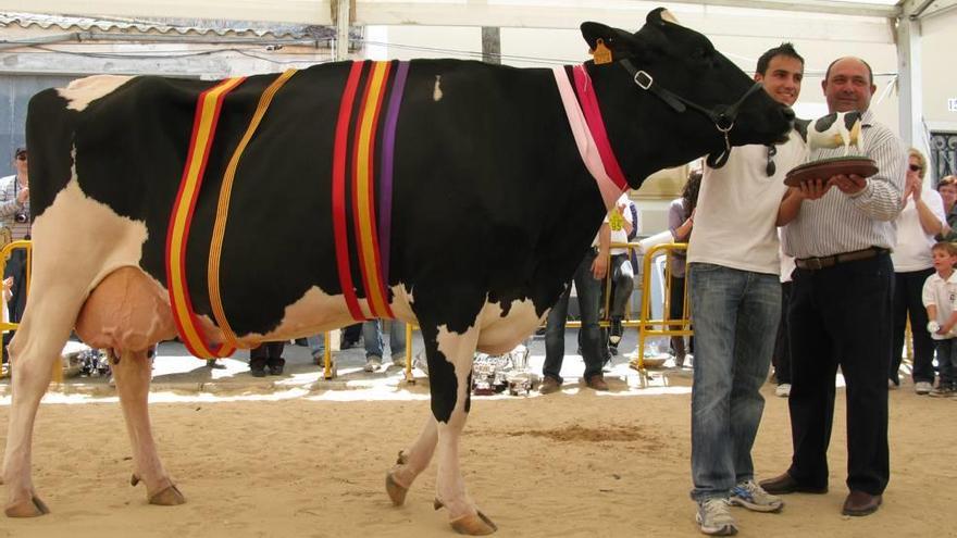 El concurso de vacas frisonas ha destacado en la gran mayoría de ediciones por la extraordinaria calidad de las reses presentadas.