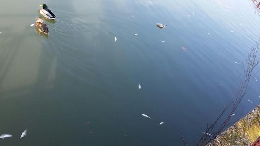Imatge dels peixos morts al llac