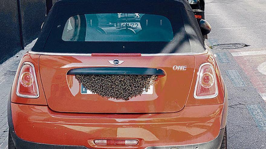 Kommt schon mal vor: ein vergangene Woche vorübergehend an einem Auto „geparktes&quot; Bienenvolk in Palma de Mallorca.