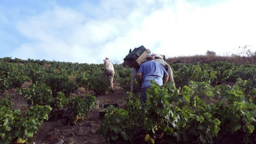 Muere un hombre en una finca de Montilla mientras trabajaba en la vendimia