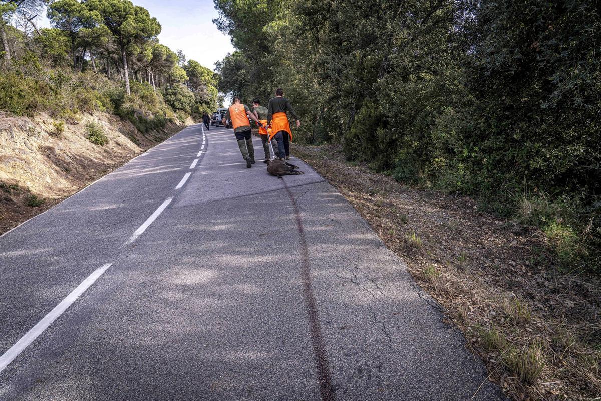 Así funciona una batida de caza en Girona: seguridad, convivencia y control del jabalí