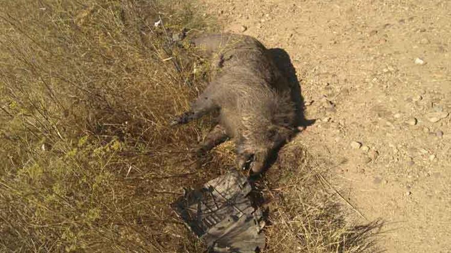 El cadáver del animal en la cuneta de la recta del Mosteruelo.