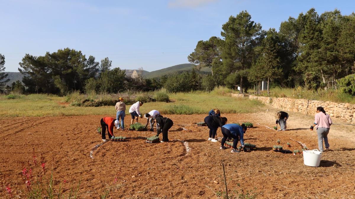 No te pierdas las mejores fotos de la plantación de un jardín para polinizadores