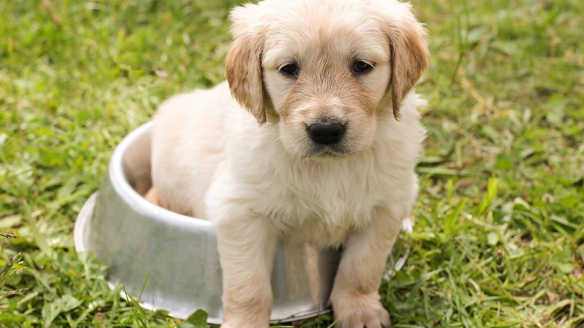 Perro cachorro en un cuenco de comida