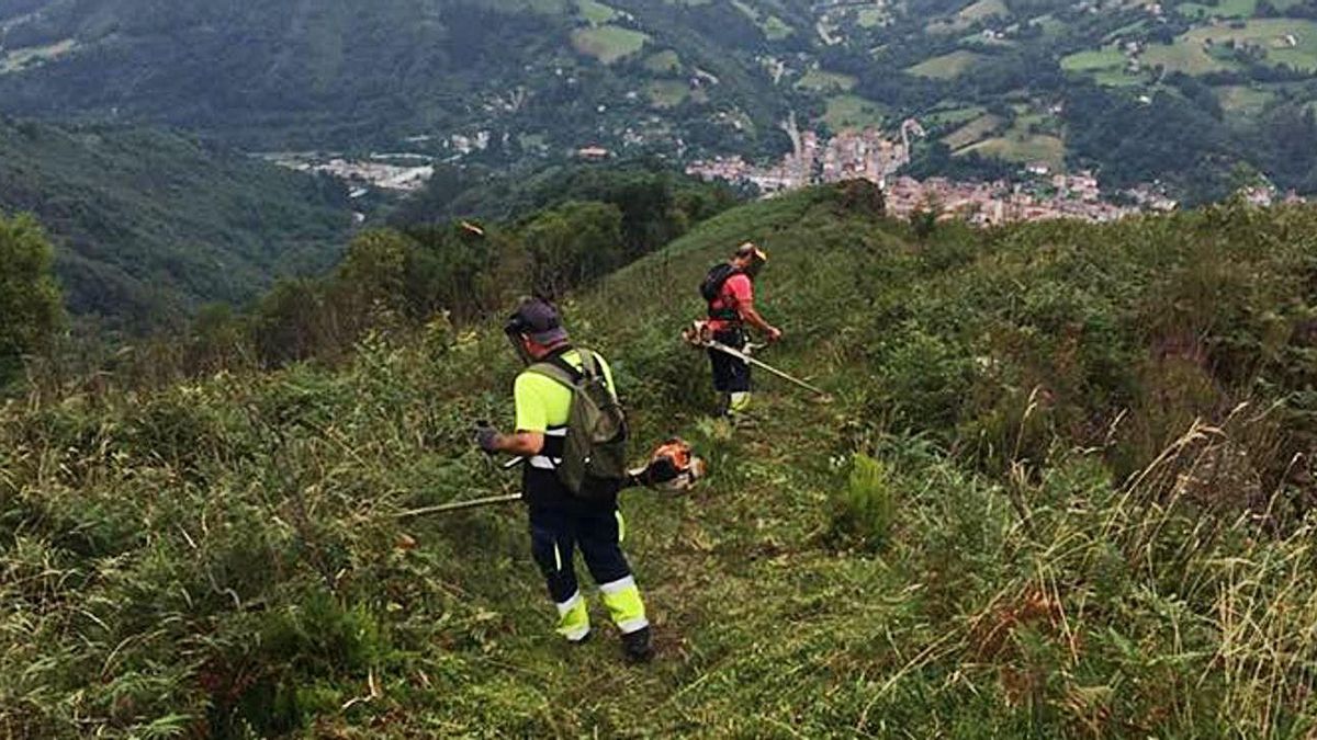 Una cuadrilla trabaja  en el Monte Carrio, en Laviana.