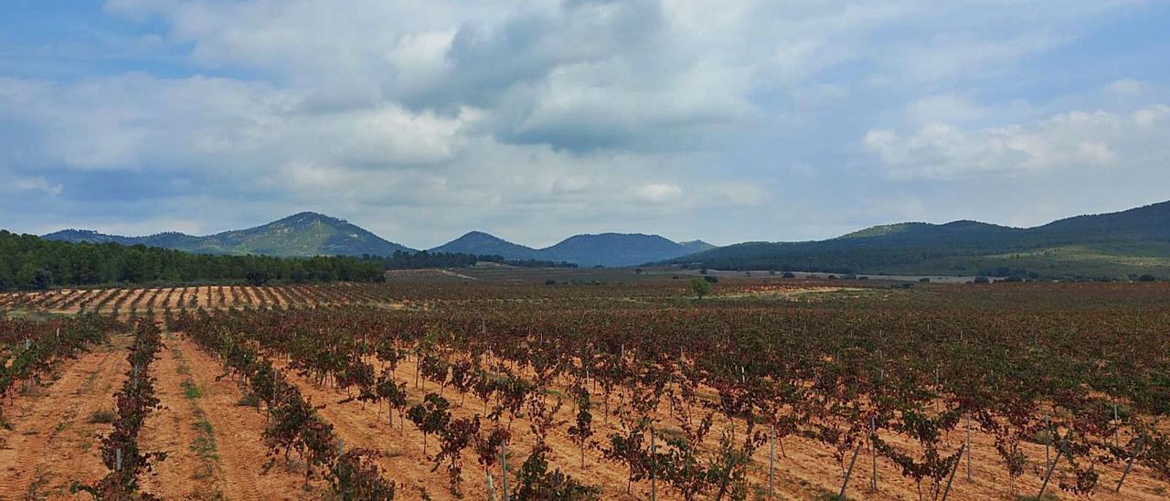 Los campos de viñedos afectados por la orden del ministerio, de una vecina de Ayora, junto a la N-330 hacia Albacete. | LEVANTE-EMV