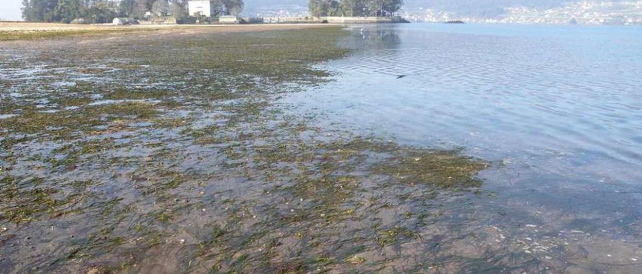 Praderas de zostera en la ensenada de San Simón, espacio protegido por la Red Natura. // Leticia Bas