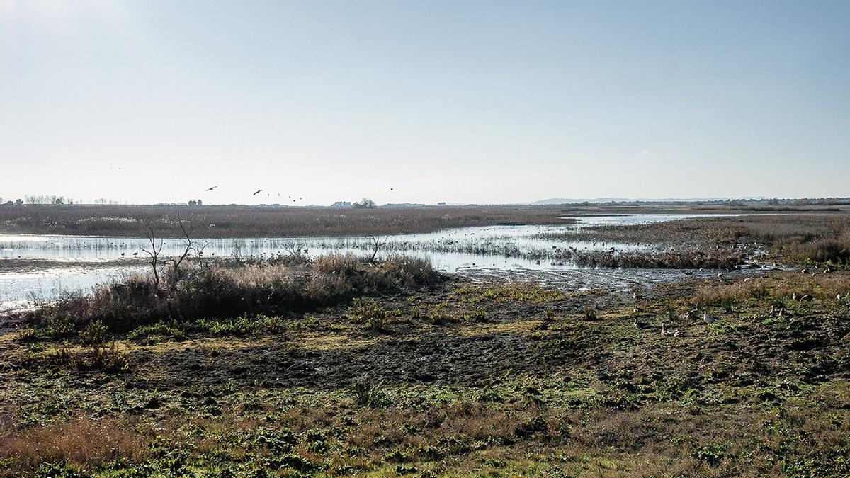 Laguna Permanente de las Tablas de Daimiel el 29 de enero de 2023.