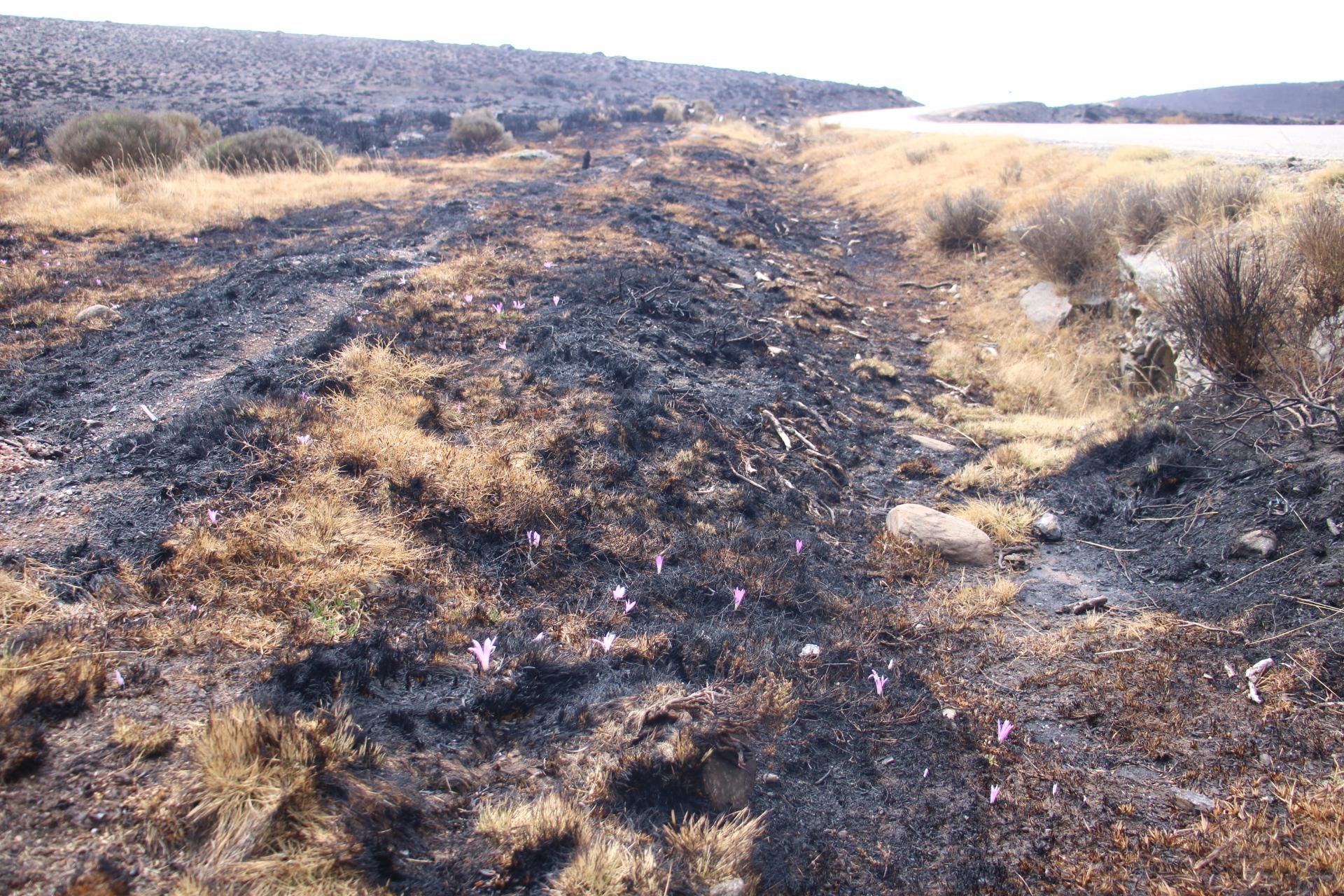 La huella del incendio de Porto - Laguna de Peces