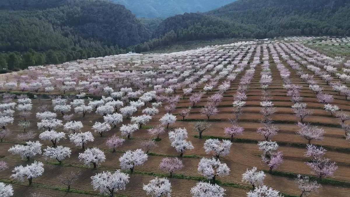 Cuatro floraciones murcianas