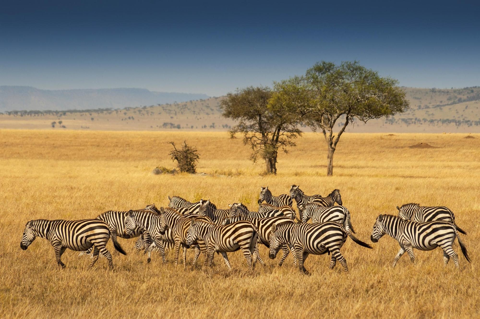 Manada de cebras de la llanura en el Parque Nacional de Serengeti